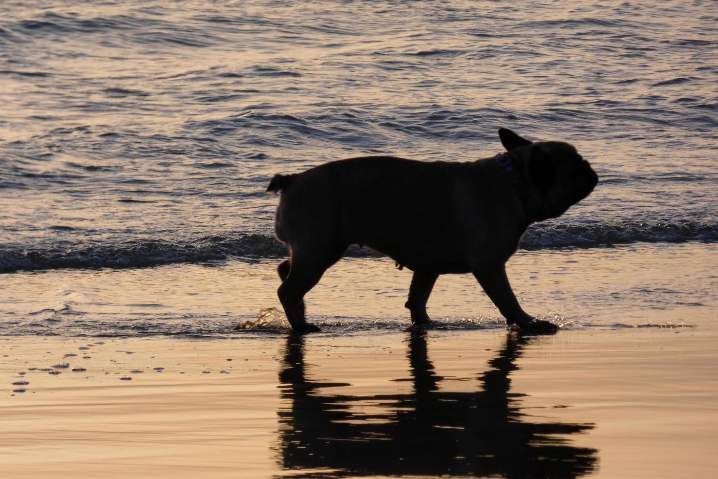 cachorro brincando na praia muito perto da água do mar foto