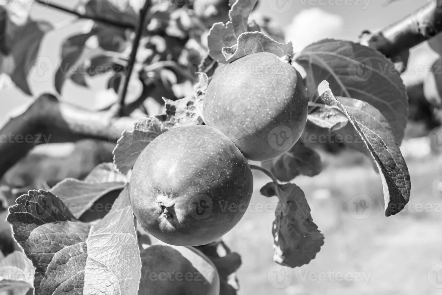 fotografia sobre o tema lindo ramo de frutas macieira foto