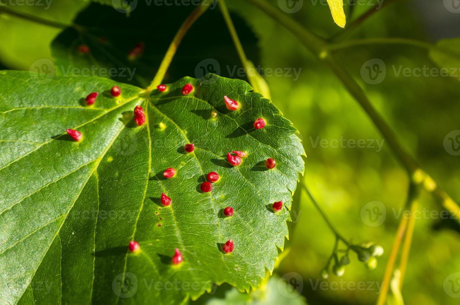 galha de unha de cal causada por ácaro de galha de unha vermelha eriophyes tiliae nas folhas de limão comum. foto