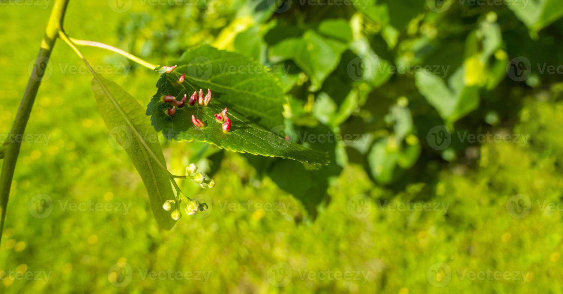 galha de unha de cal causada por ácaro de galha de unha vermelha eriophyes tiliae nas folhas de limão comum. foto