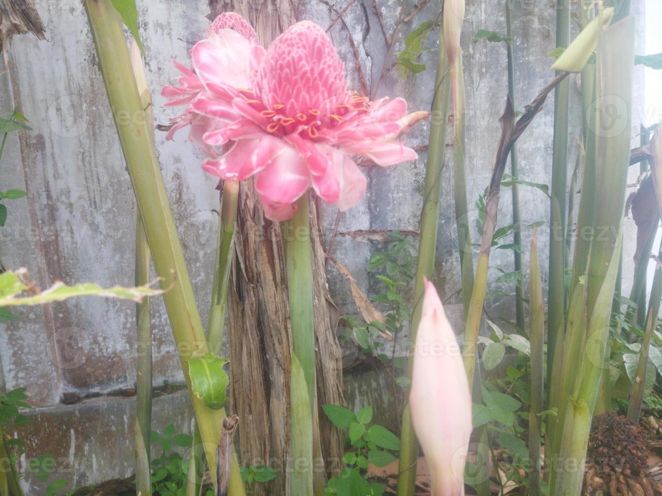 etlingera elatior no jardim foto