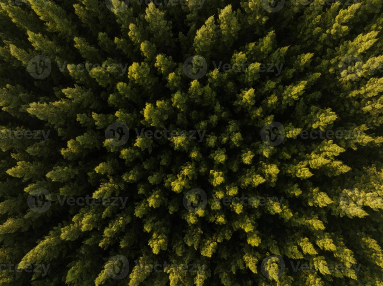 uma vista aérea superior de árvores verdes na floresta de pinheiros com cena do pôr do sol foto