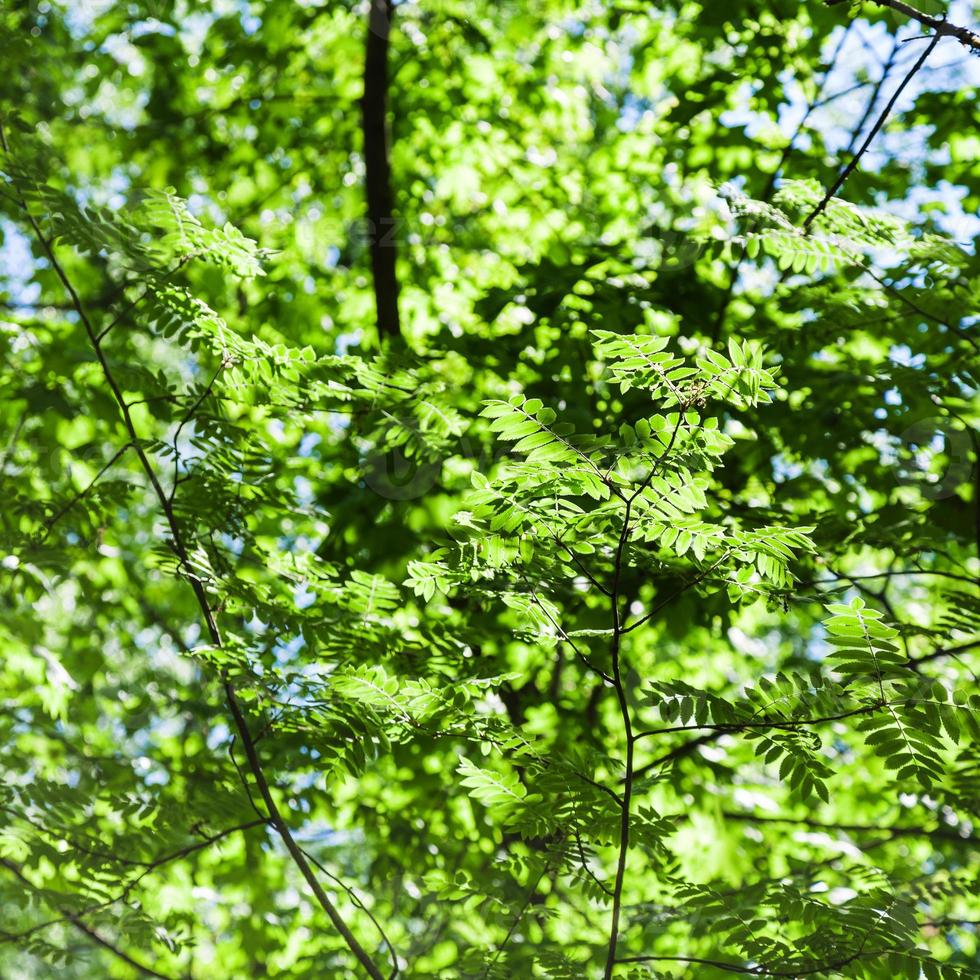 folhas verdes de acácia iluminadas pelo sol foto