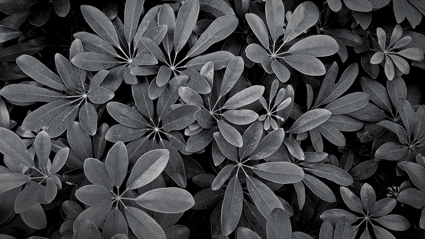 lindo padrão de folhas para fundo no parque jardim em tom preto e branco ou monocromático. beleza da natureza, crescimento, planta e conceito de papel de parede natural foto