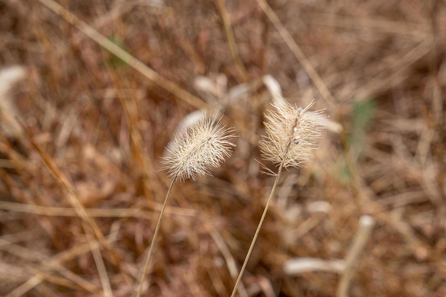 fundo marrom da natureza foto