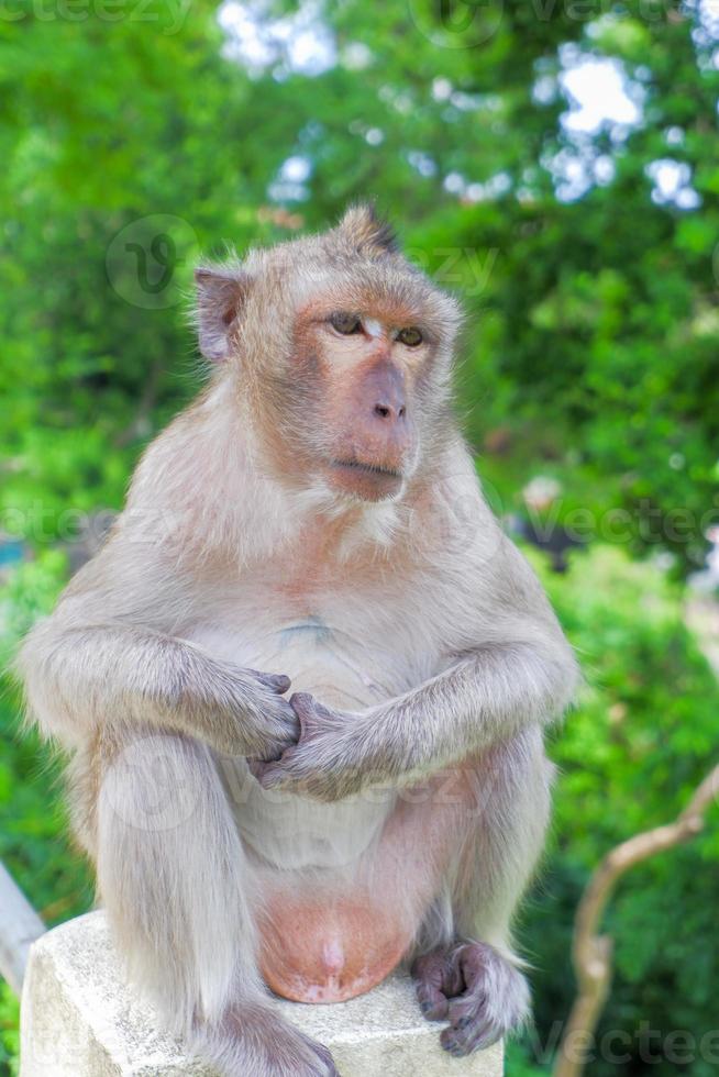 macacos fofos vivem nos templos da tailândia. foto