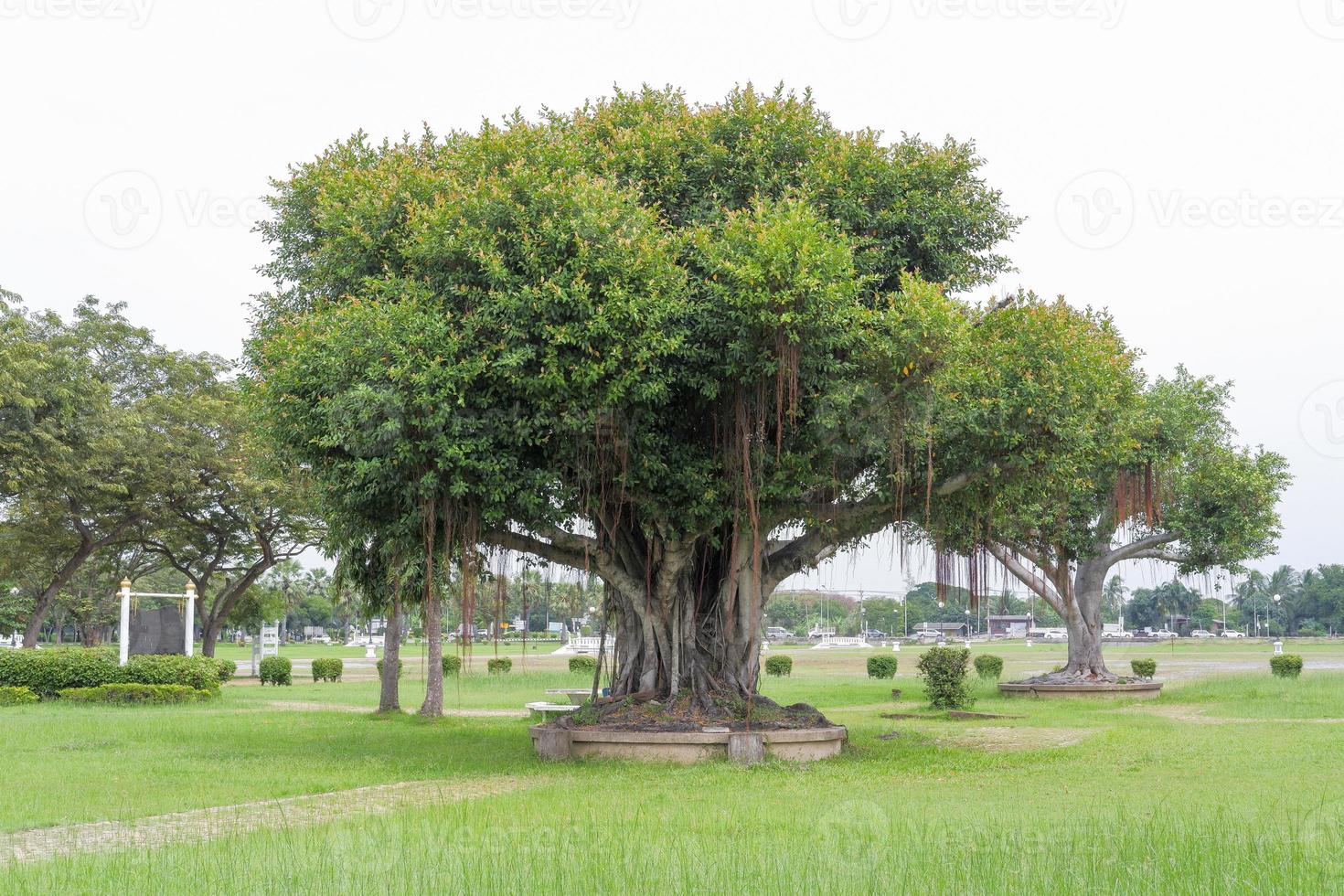 figueira-de-bengala gigante plantada em vasos de concreto, em um parque cheio de grama. foto