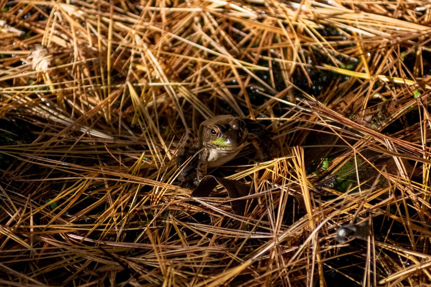 sapo sentado na palha em um pântano sombrio foto