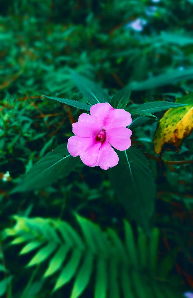 flor de gerânio, uma planta herbácea natural, de cor rosa com um fundo desfocado de folhas verdes foto