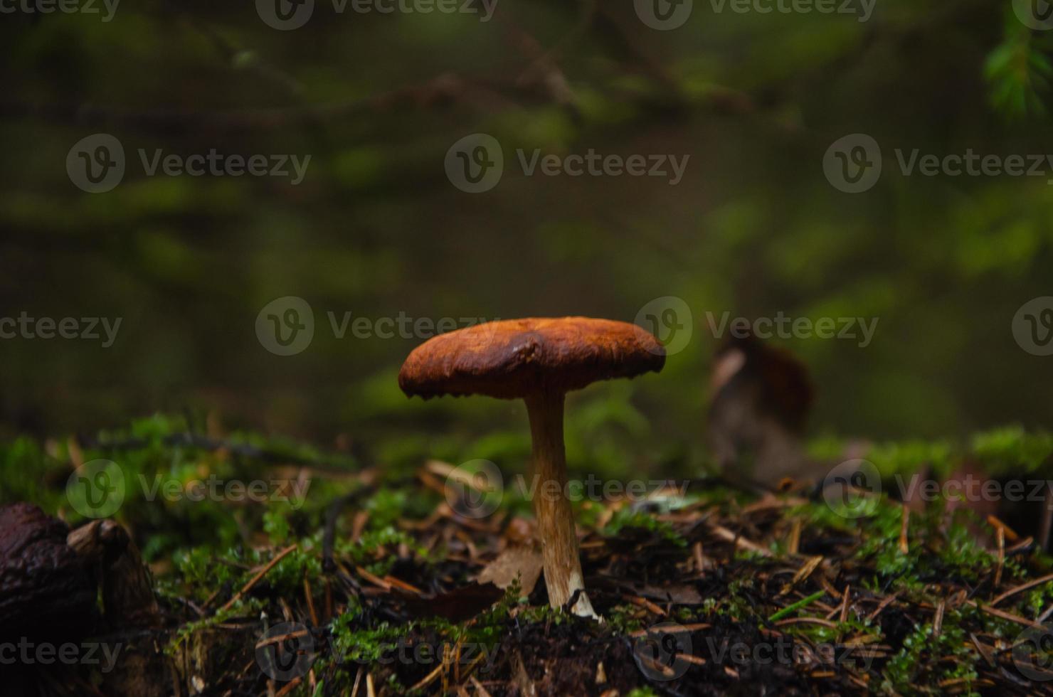 cogumelo na floresta sozinho, tempo de primavera. foto