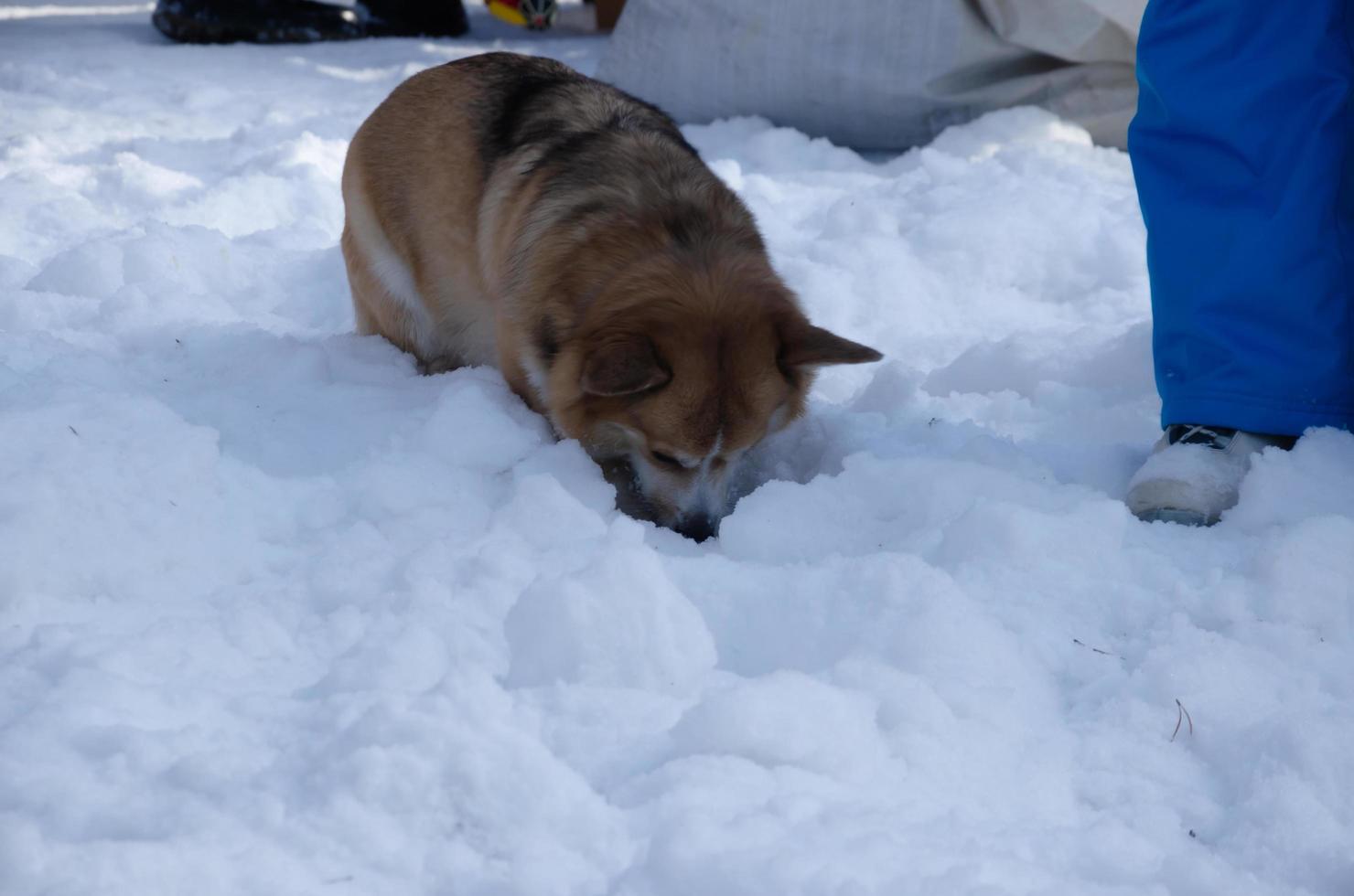 o cachorro baixou a cabeça na neve. cão galês corgi procura na neve foto