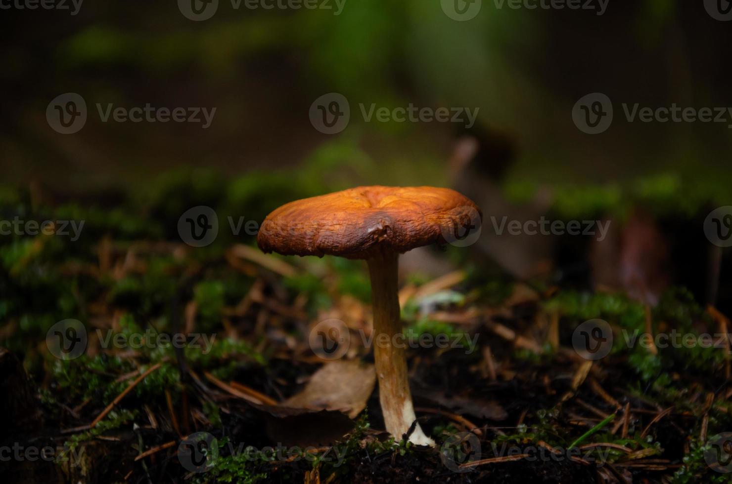 cogumelo na floresta sozinho, tempo de primavera. foto