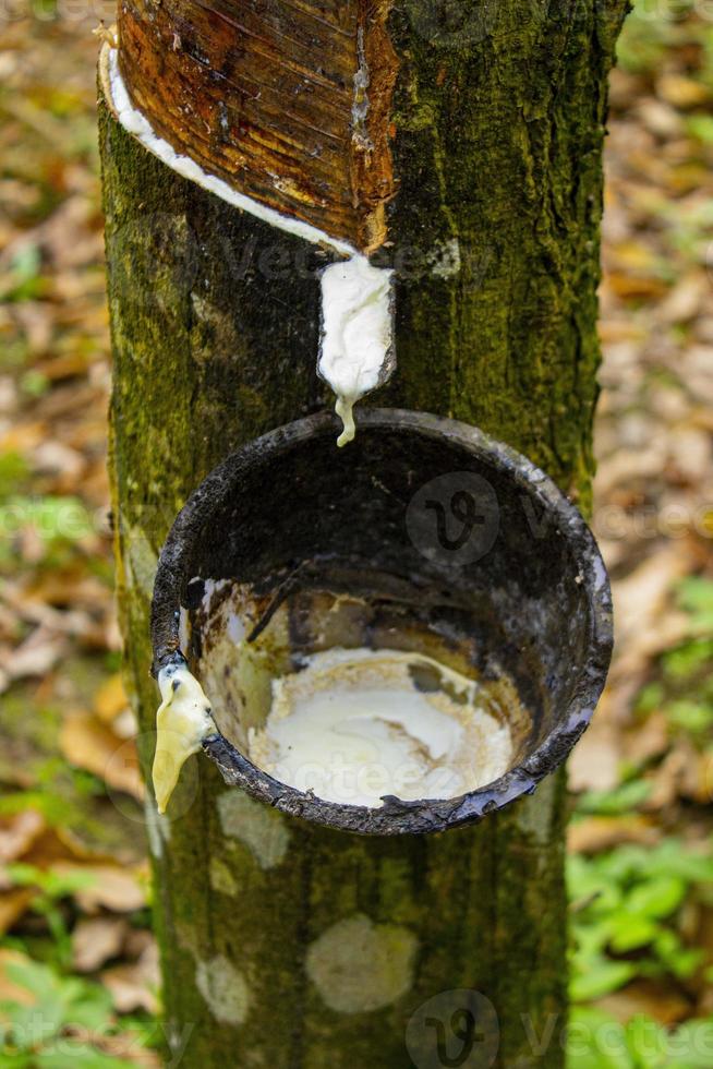 látex leitoso natural extraído da plantação de seringueiras como fonte de borracha natural no campo foto