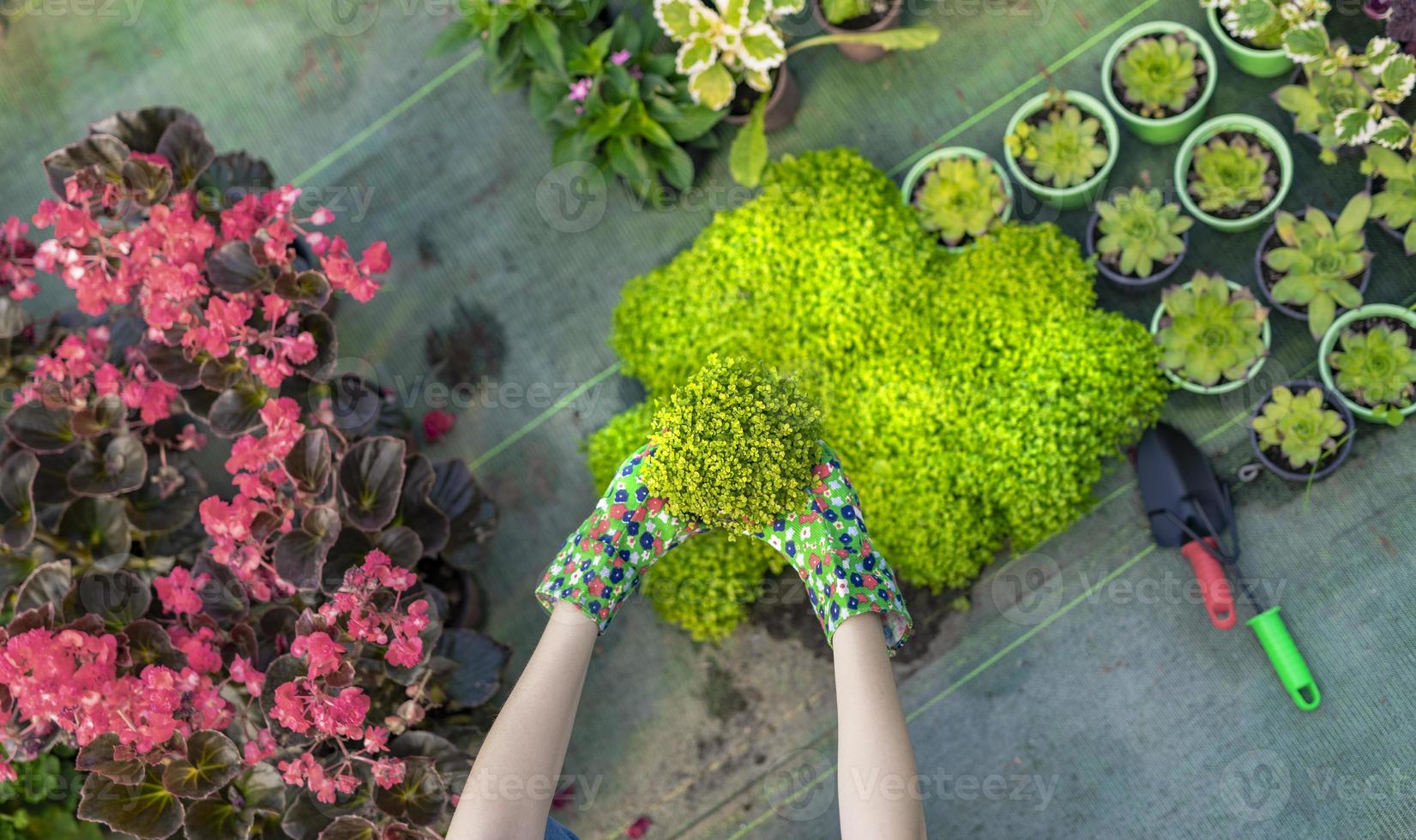 jovem em um viveiro segurando uma planta com flores nas mãos enquanto ela se ajoelha na passarela entre as plantas. foto