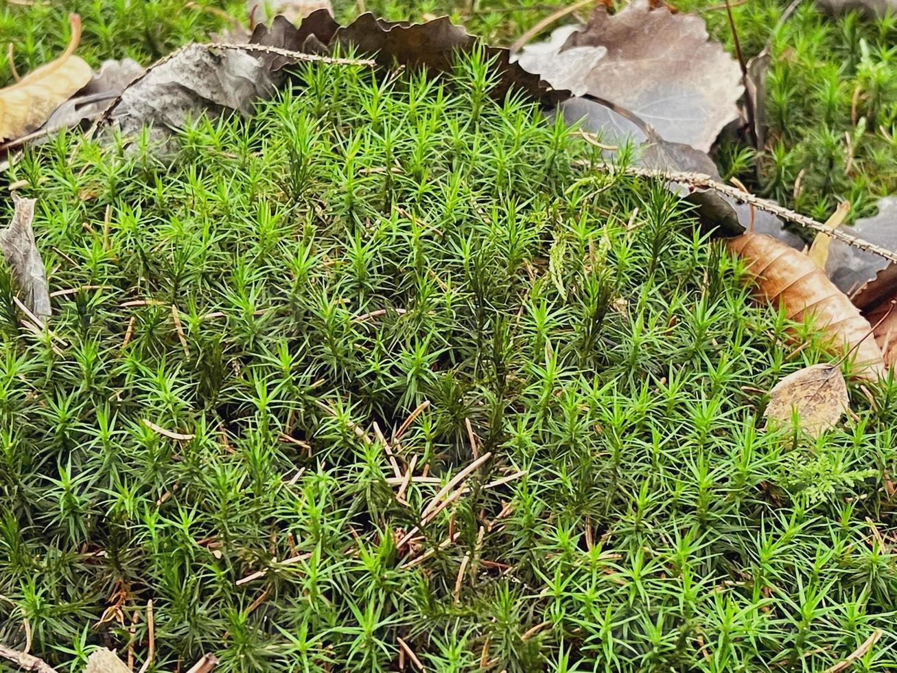 belo fundo abstrato de ervas da natureza. paisagem de primavera. musgo verde. foto