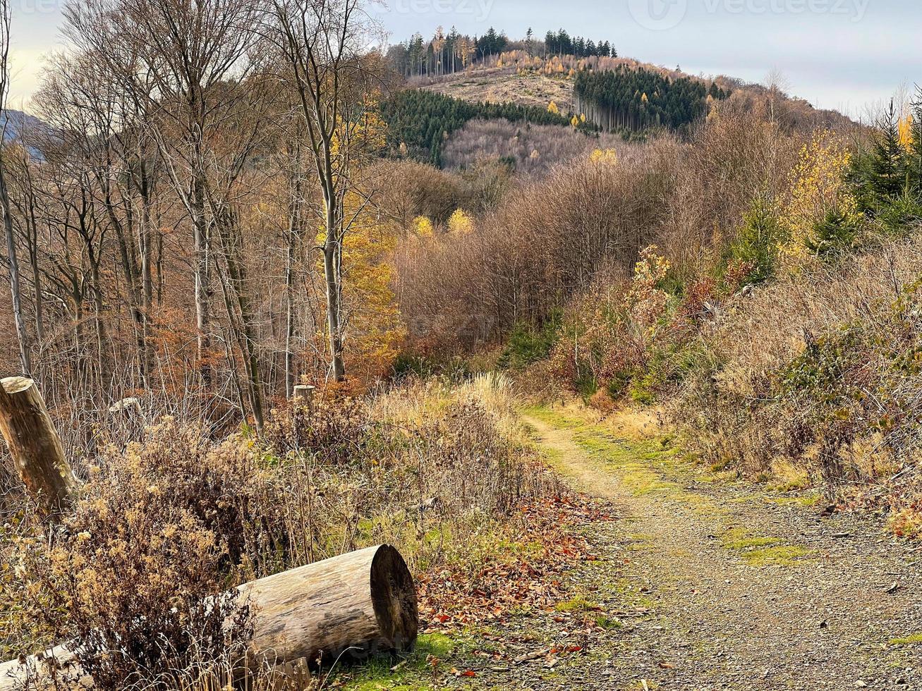 encosta de montanha arborizada, sopé da montanha, árvore caída foto