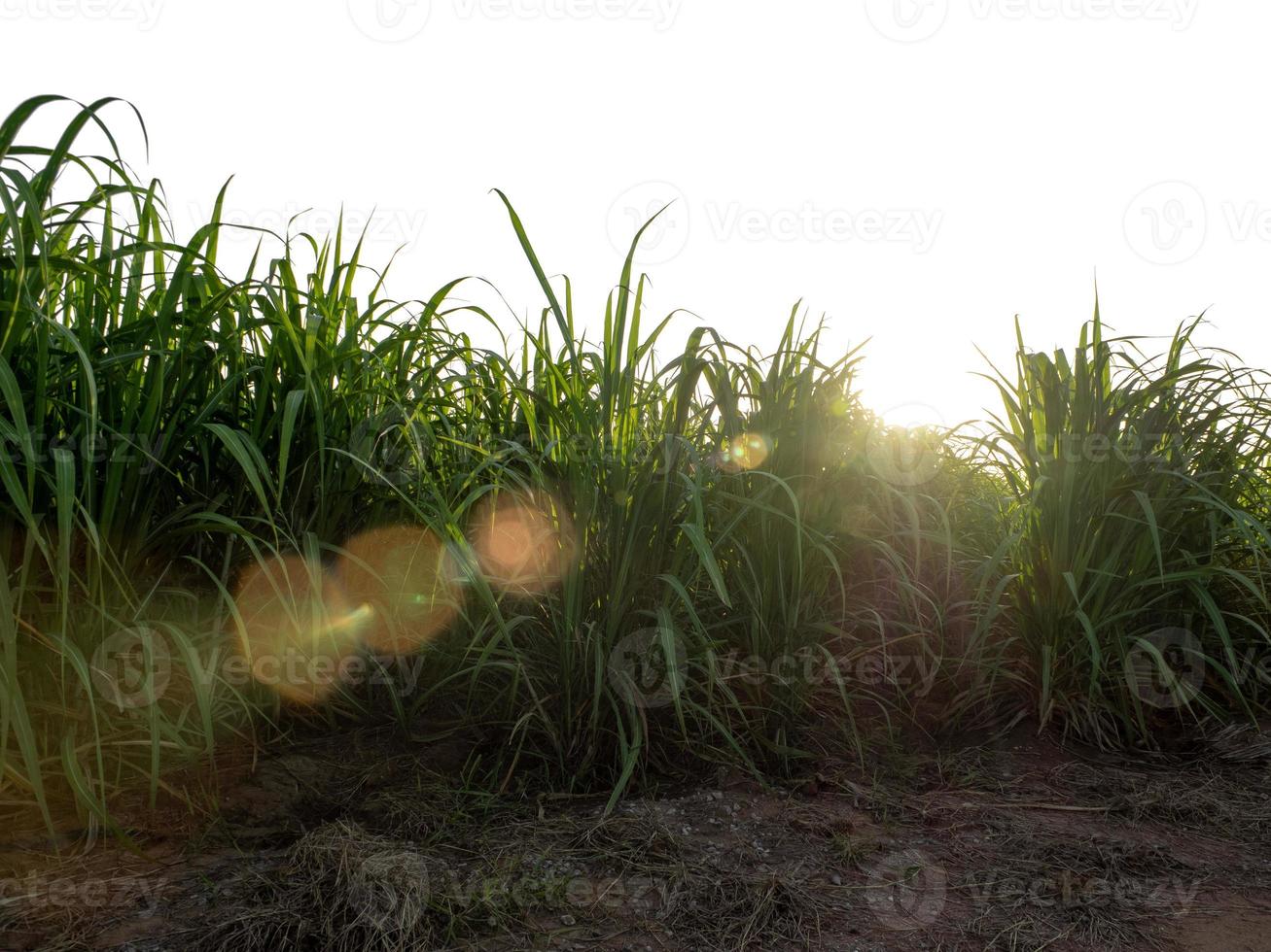 cana-de-açúcar isolada no fundo branco e traçado de recorte foto