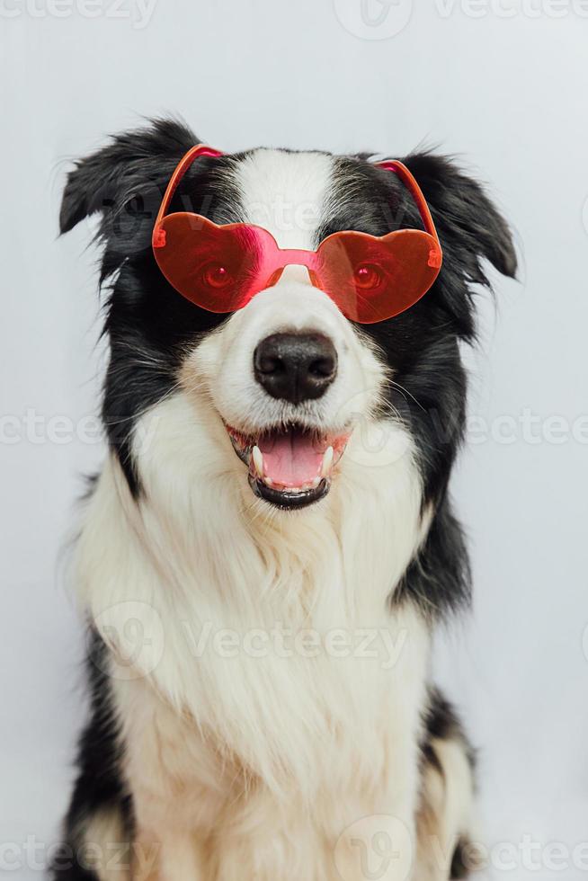 st. conceito de dia dos namorados. cachorrinho engraçado border collie em óculos em forma de coração vermelho isolados no fundo branco. lindo cachorro apaixonado comemorando o dia dos namorados. amor cartão postal de romance apaixonado foto