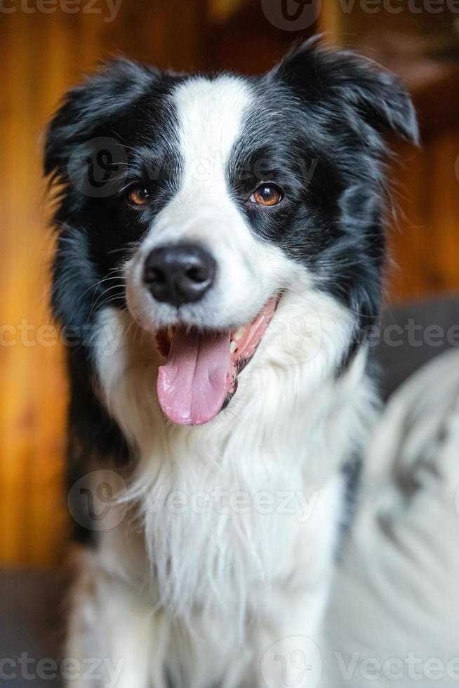 retrato engraçado de cachorrinho border collie sentado no sofá interior. cão de estimação fofo descansando no sofá em casa. conceito de animal de estimação. cão emocional engraçado. foto