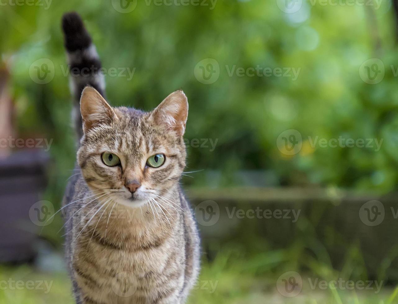 retrato de gato selvagem de beleza com olhos verdes no jardim foto