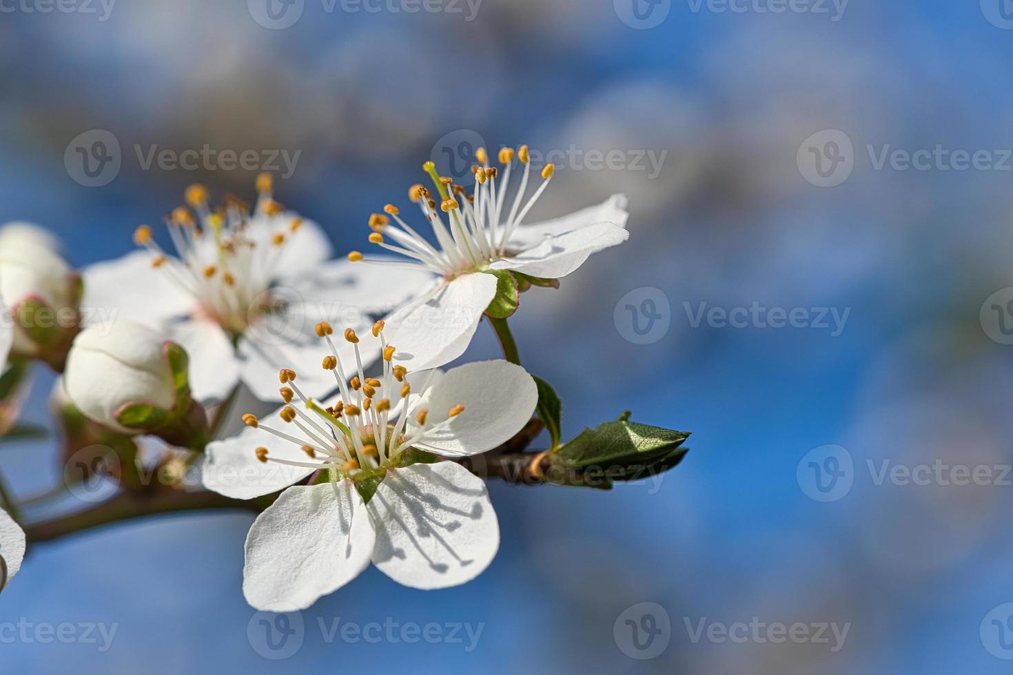 ramo com flor de cerejeira na árvore frutífera no jardim. florescer na primavera. com bokeh. foto