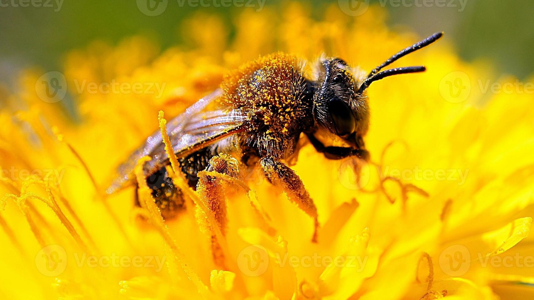 abelha coletando pólen em uma flor de dente-de-leão. Flor amarela. inseto no trabalho foto