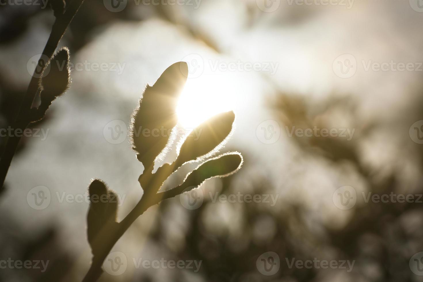botões de magnólia em uma árvore de magnólia com o sol ao fundo. árvores de magnólia foto