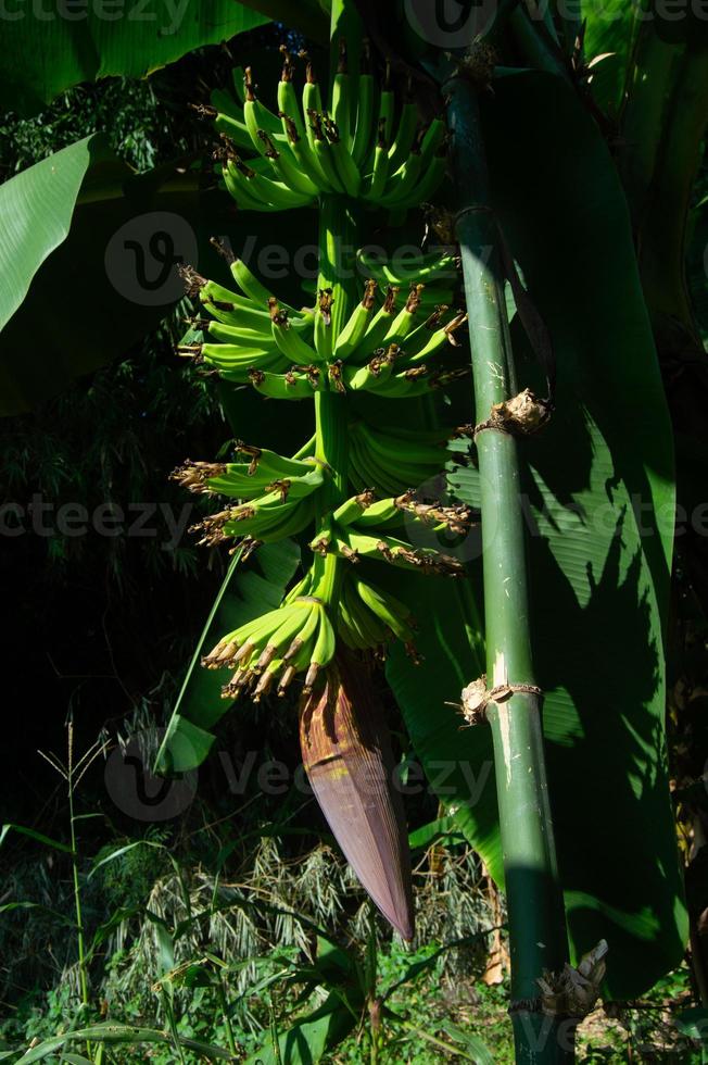 banana e coração de banana ainda presos à árvore foto
