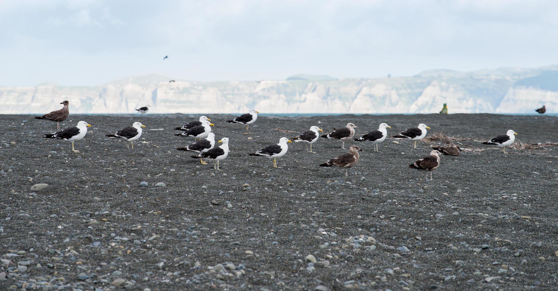 grupo de pássaros na área da região de hawke's bay, localizada entre napier e hastings town, com vista panorâmica dos sequestradores do cabo ao fundo. foto