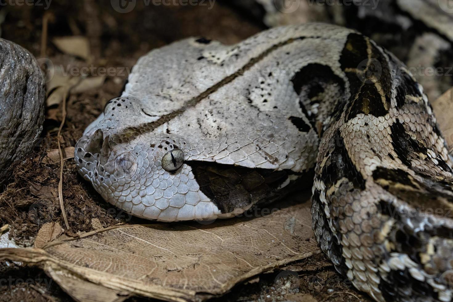 víbora venenosa do arbusto - atheris squamigera na árvore foto