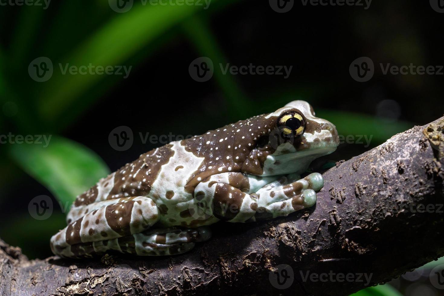 sapo do leite amazônico - trachycephalus resinifictrix foto