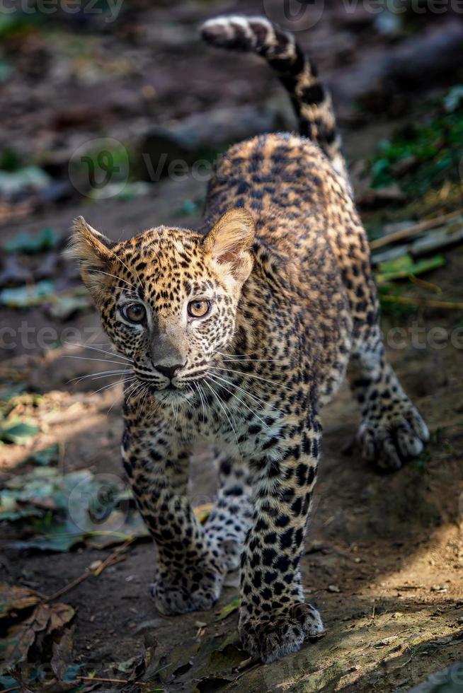 filhote de leopardo, panthera pardus kotiya foto