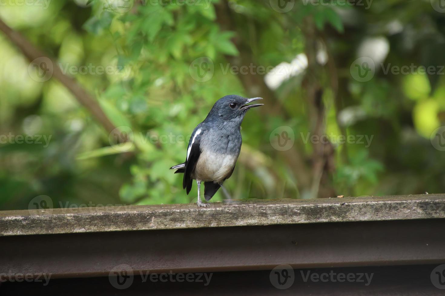 pega oriental robin close-up em um parque foto