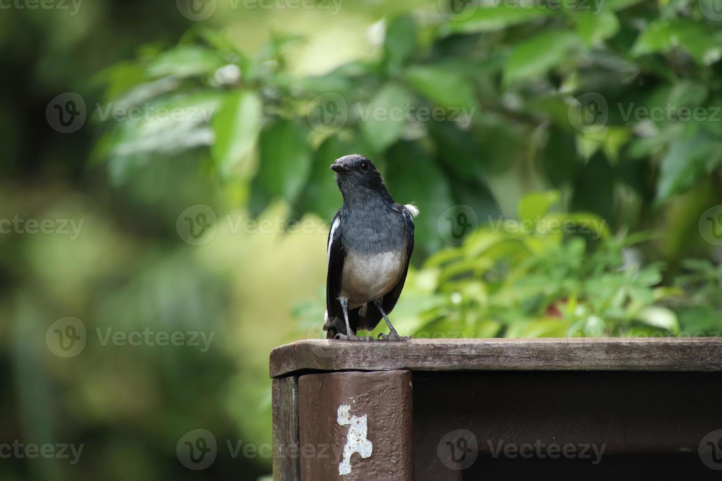 pega oriental robin close-up em um parque foto