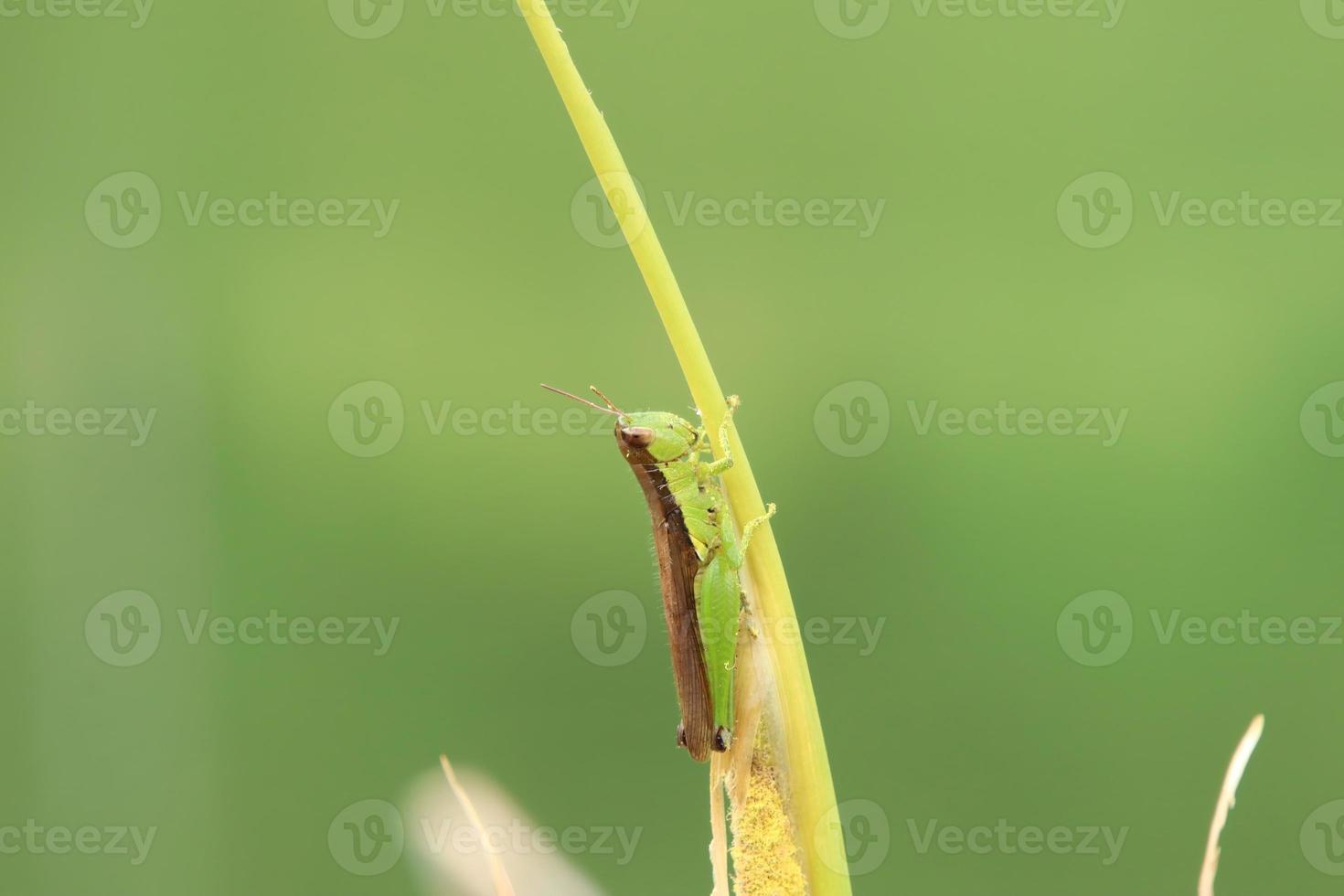 gafanhoto de arroz de asas curtas sob o sol foto