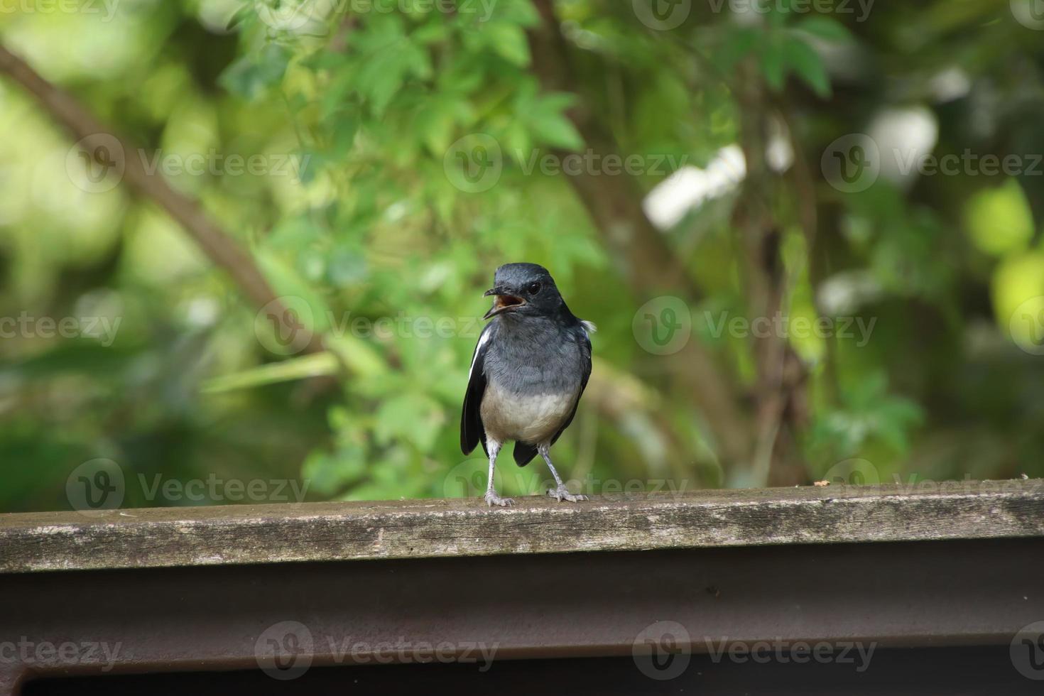 pega oriental robin close-up em um parque foto