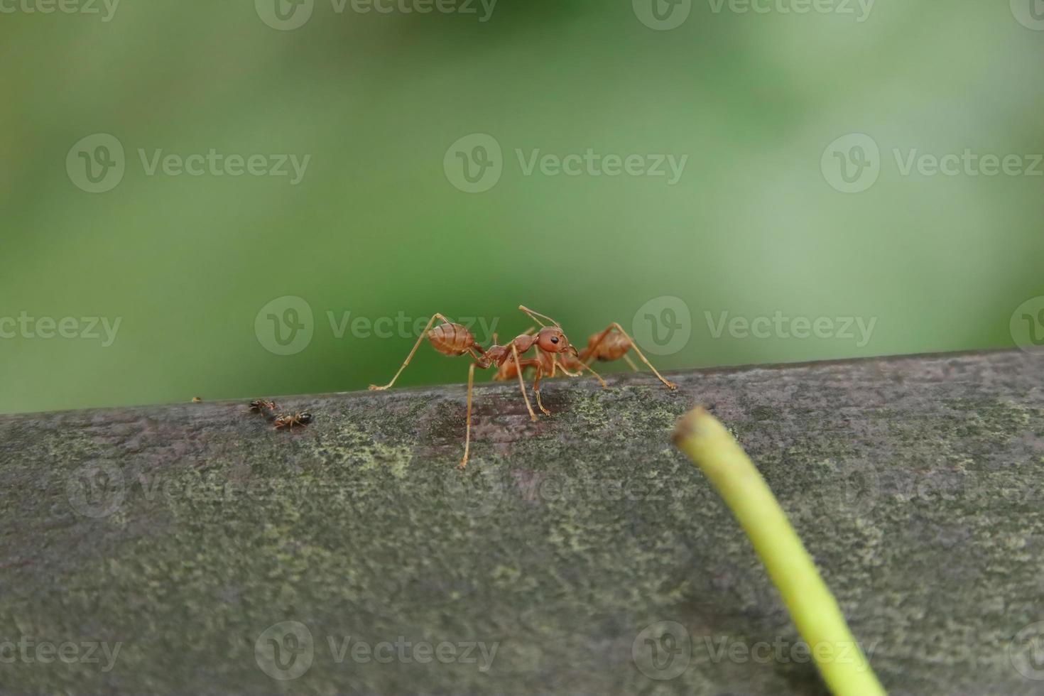 formigas tecelãs vermelhas em uma prancha de madeira foto