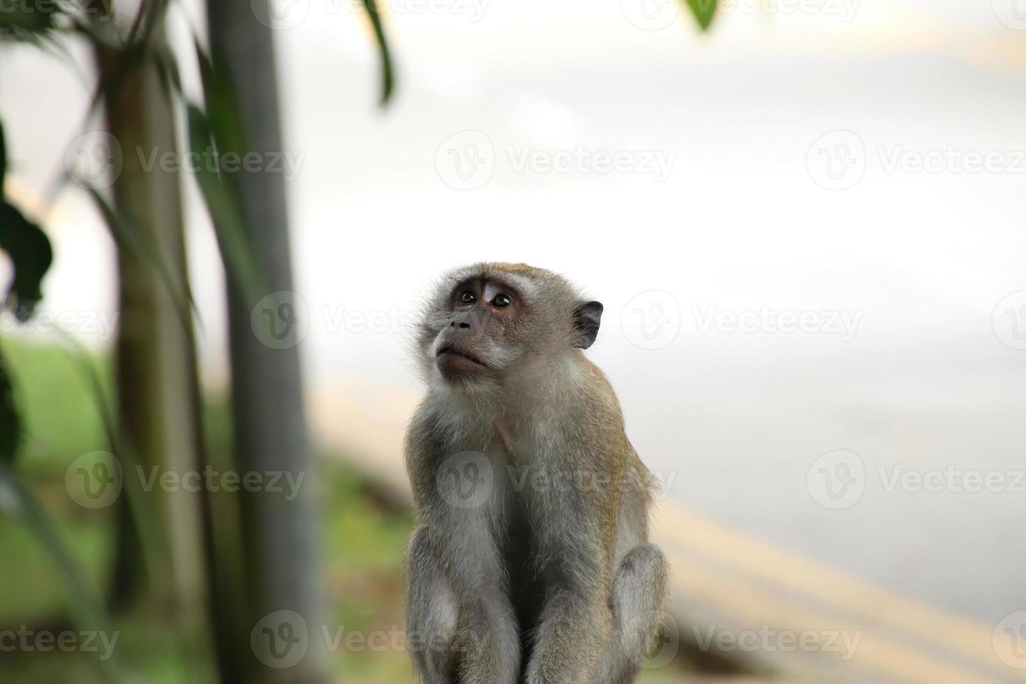 macaco de cauda longa macaca fascicularis foto