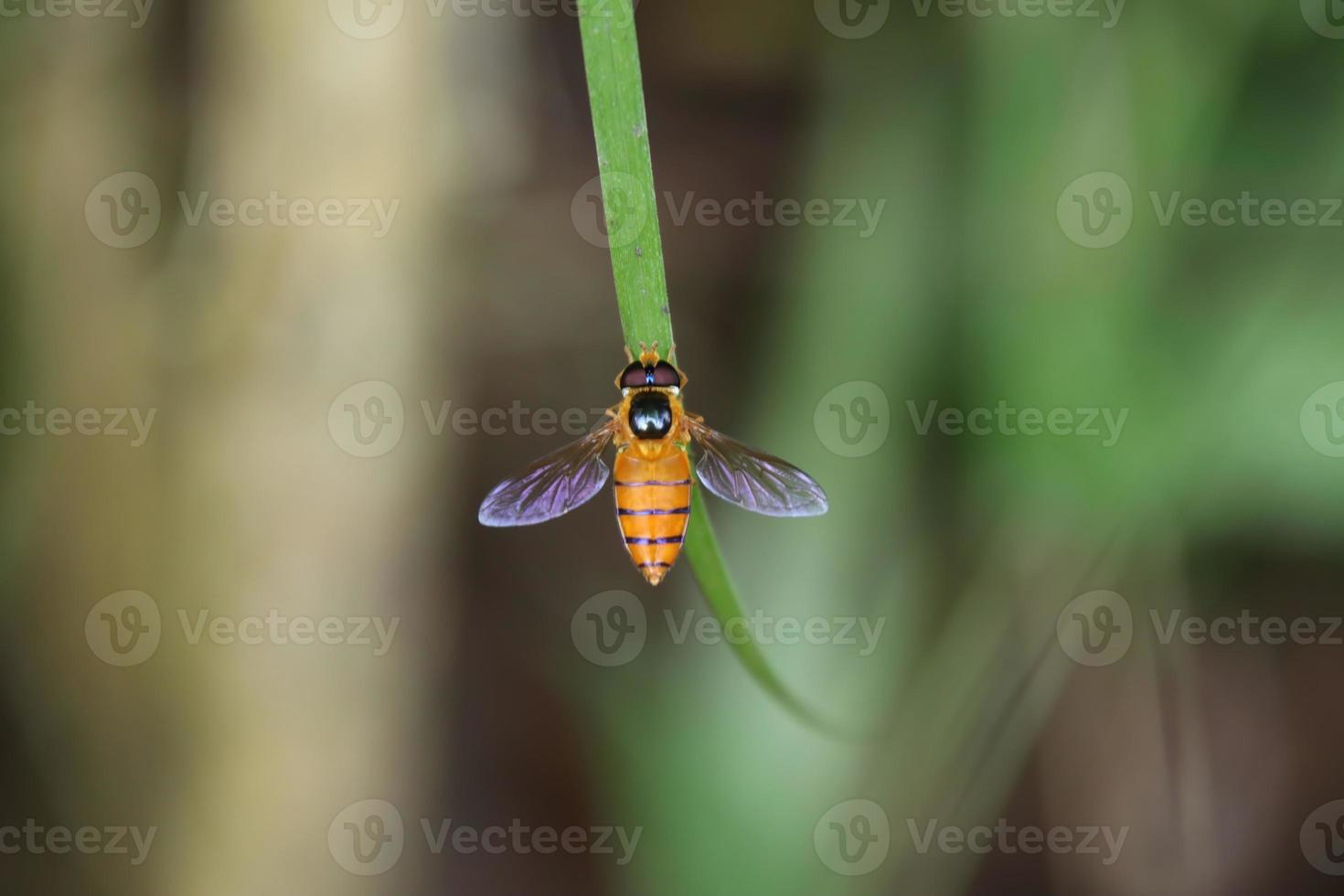 mosca flutuante amarela típica em uma folha de grama foto