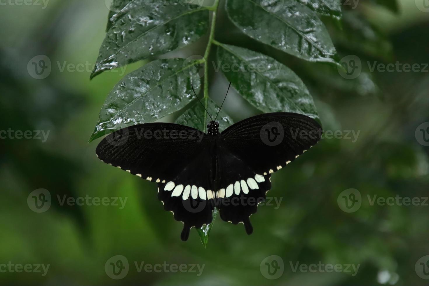 borboleta rabo de andorinha mórmon comum descansando em uma folha sob a sombra foto