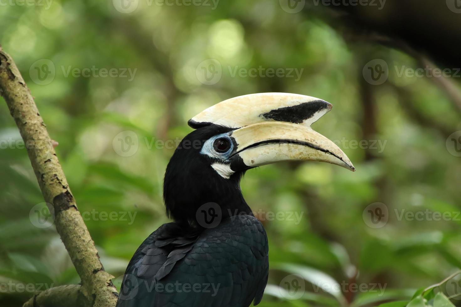 calau oriental em um mangue olhando para a câmera foto