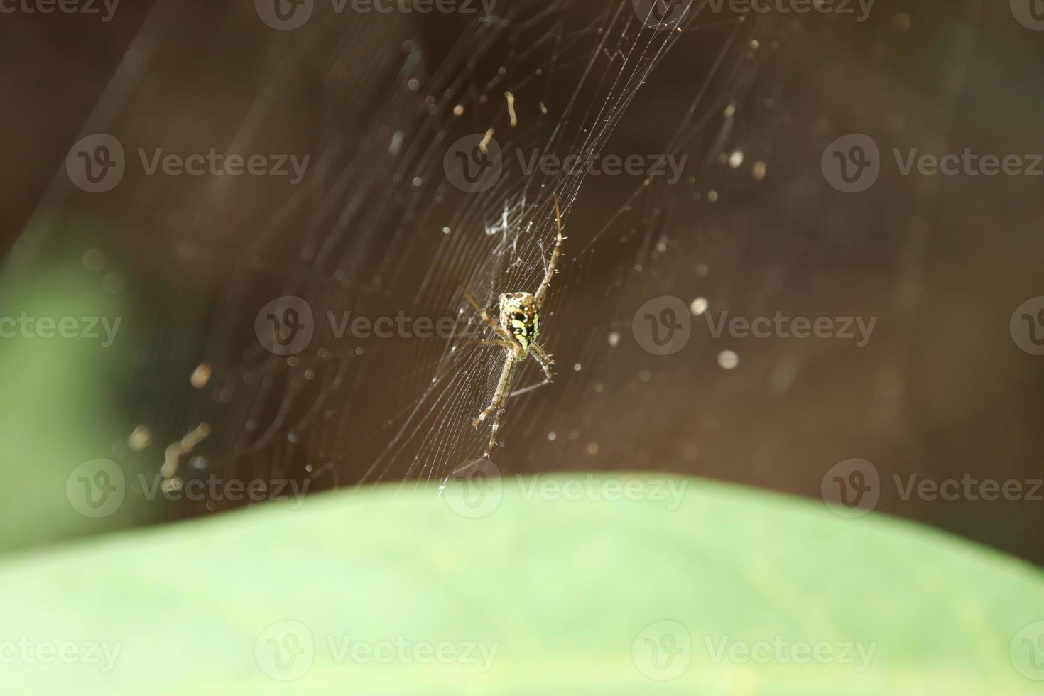 maldita aranha cruzada em uma teia foto