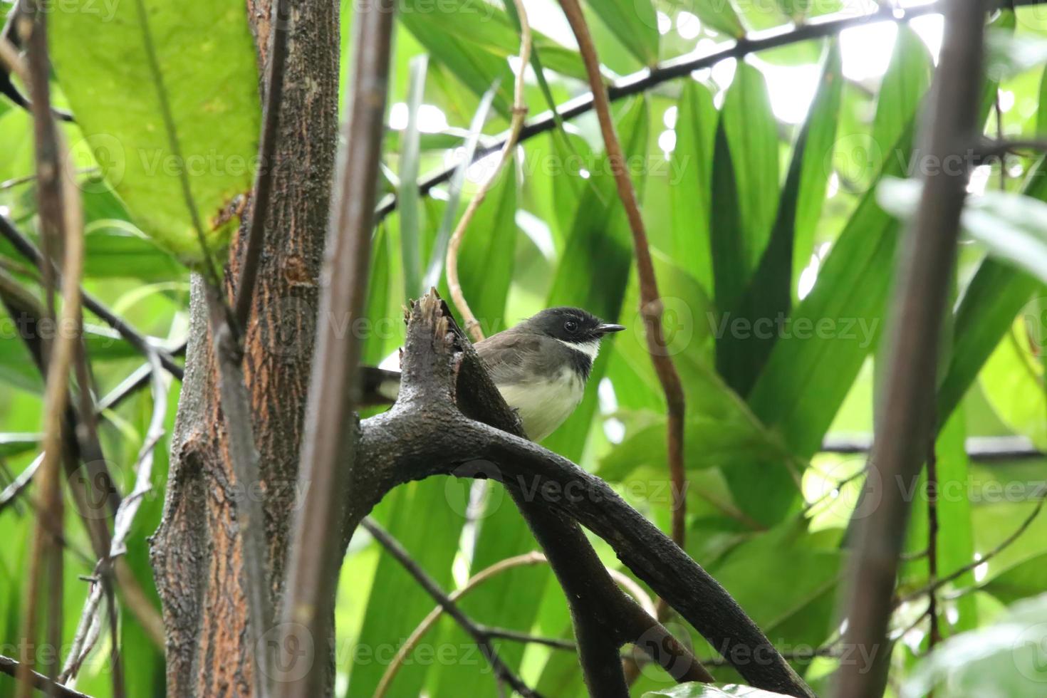 pássaro de rabo de leque malaio nas copas das árvores foto