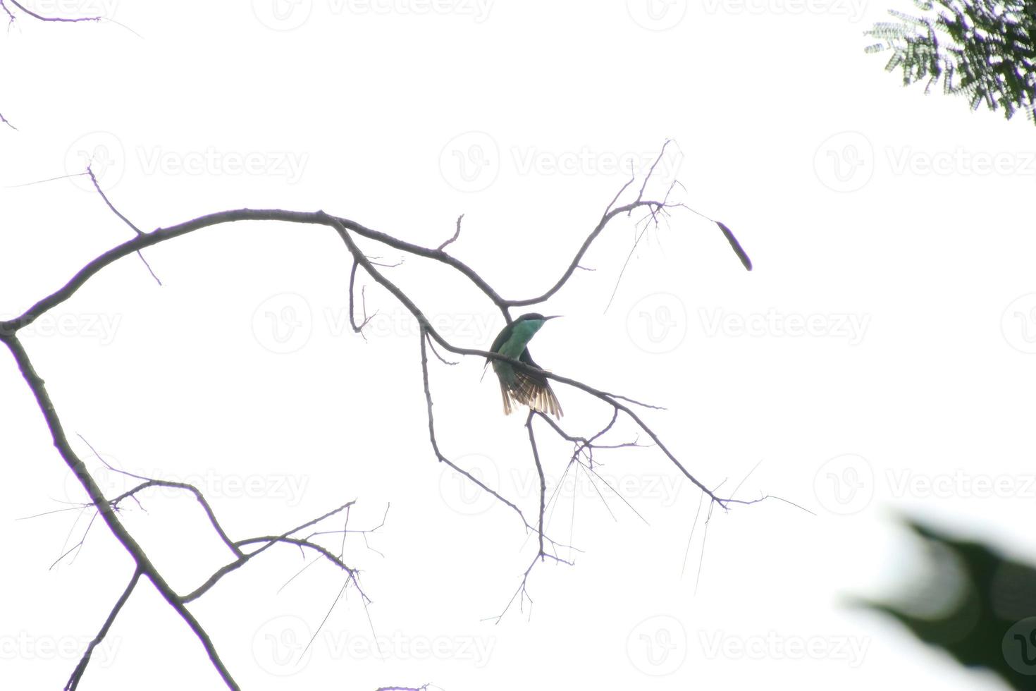 comedor de abelha de garganta azul no topo de uma árvore foto