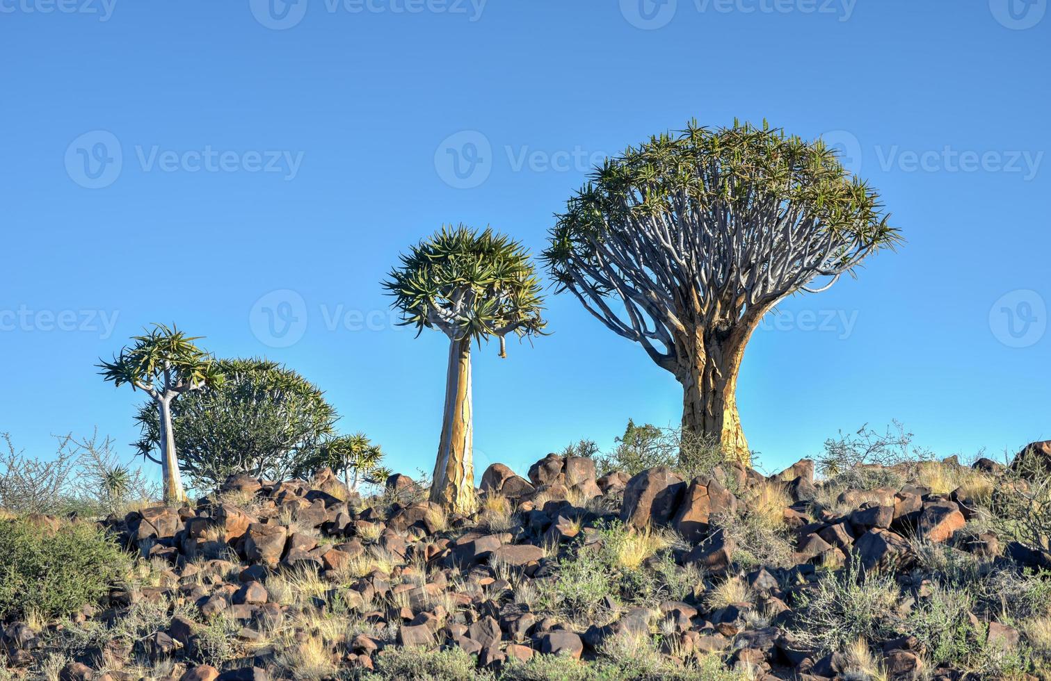 Quiver Tree Forest - Nambia foto