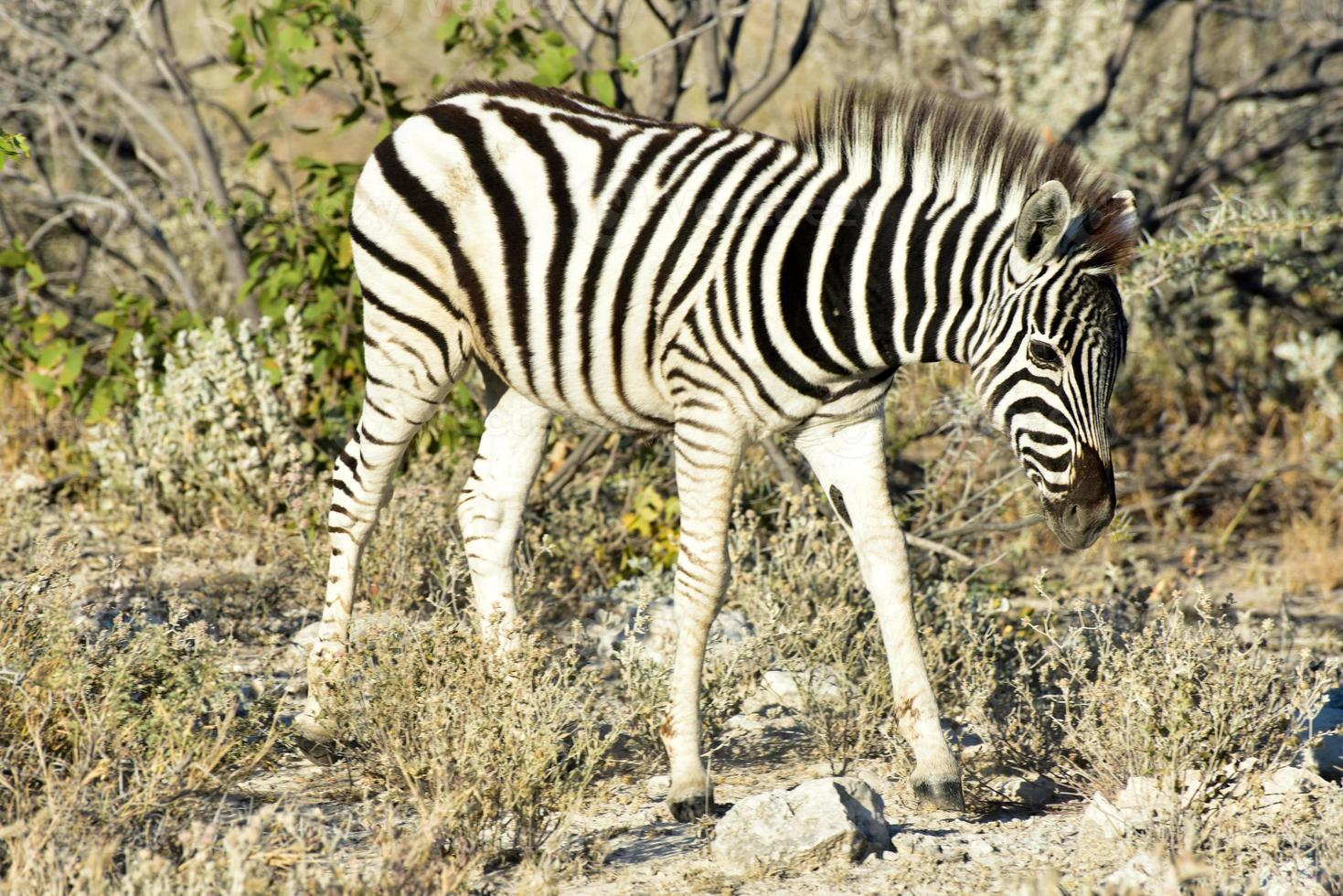 zebra - etosha, namíbia foto