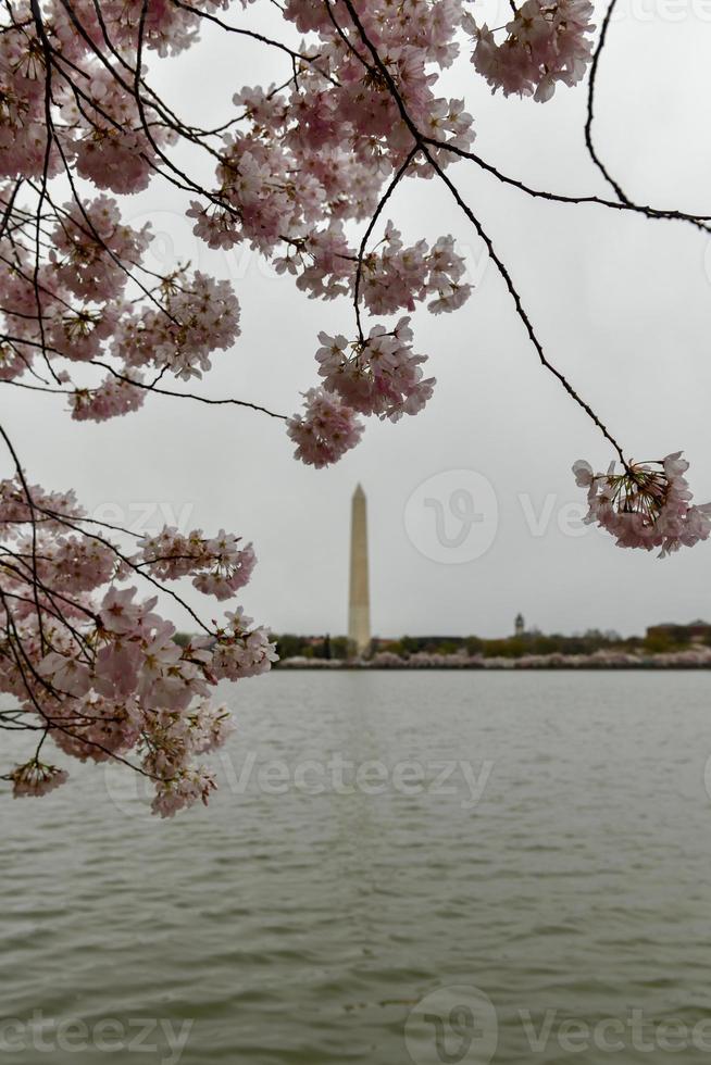 flores de cerejeira na bacia das marés com monumento de washington na temporada de primavera em washington dc, eua. foto