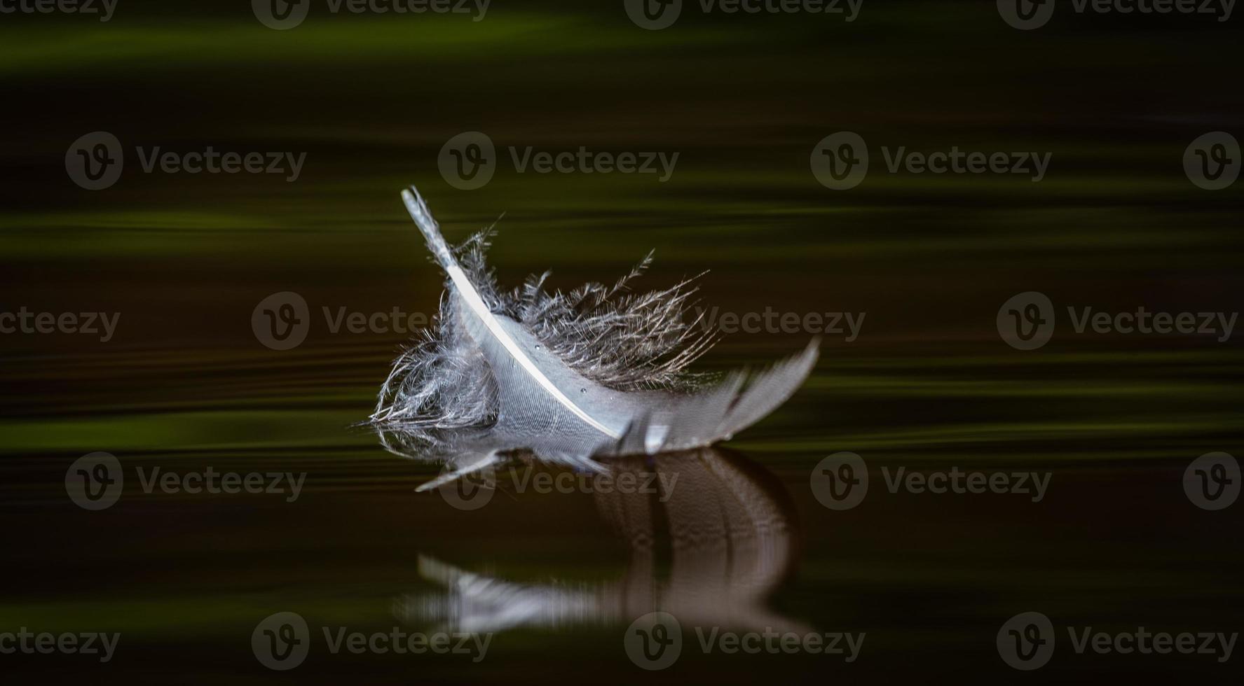 pena de pássaro branco sobre o fundo verde foto