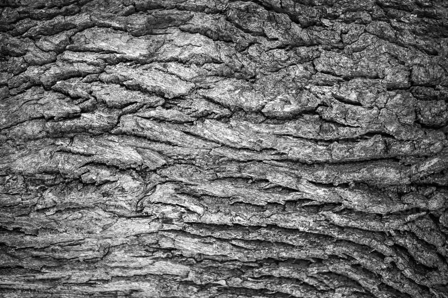 closeup de casca de árvore, plano de fundo foto