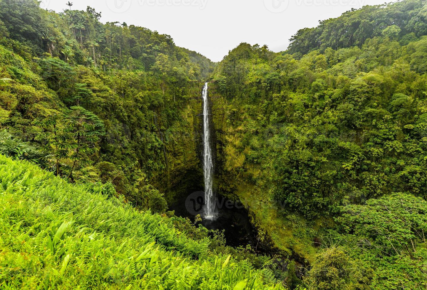 akaka falls havaí, ilha grande foto